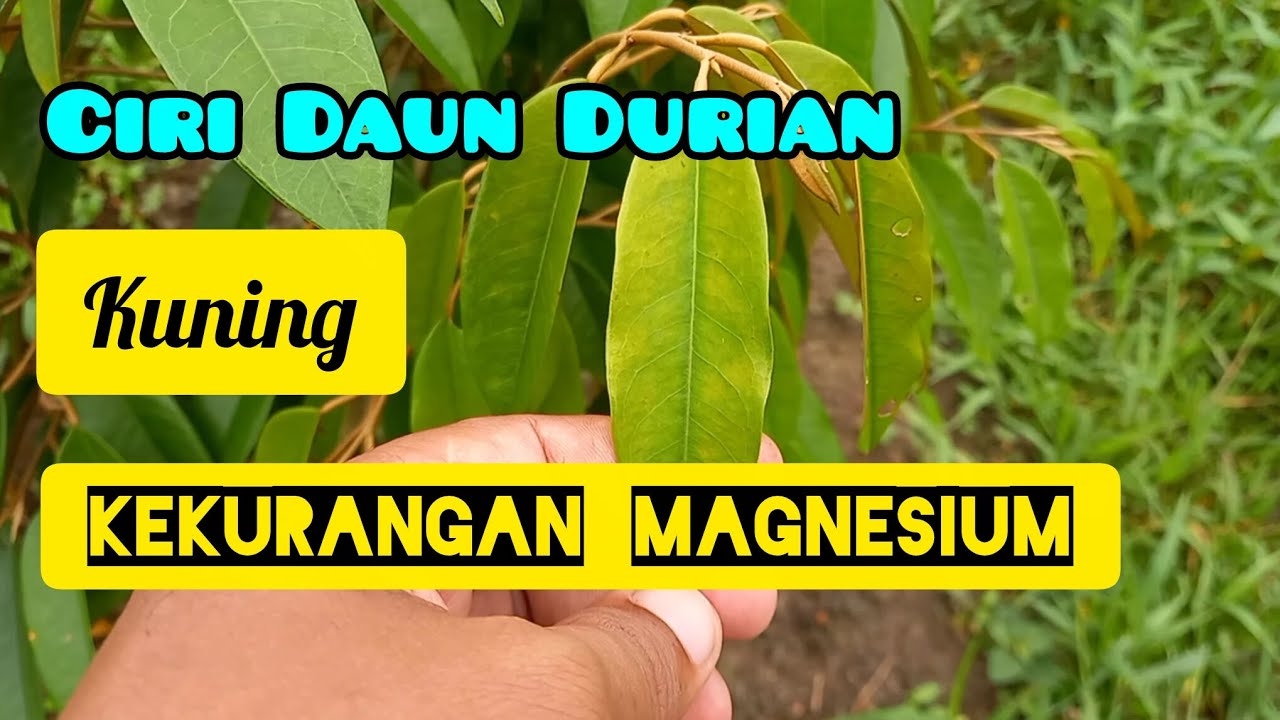 Ciri daun durian kuning kekurangan pupuk magnesium