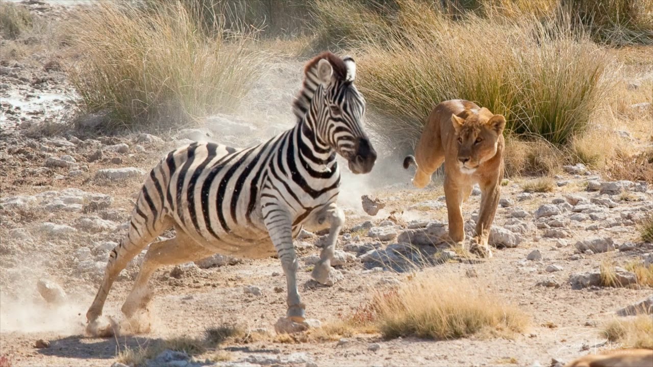 Mein bestes Foto! L&ouml;we jagd Zebra.