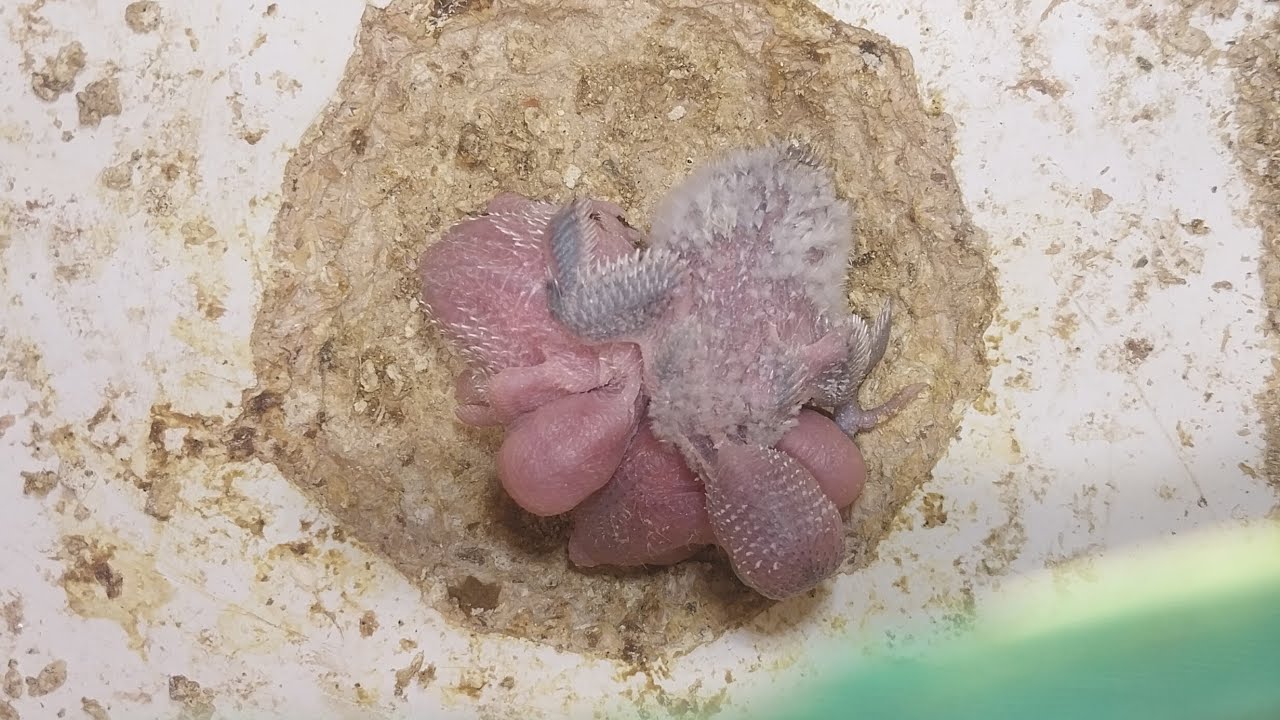 Happy Parrots TV 02.02.2026