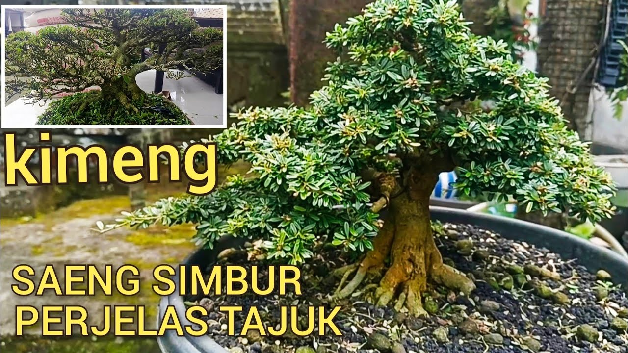 @mahkotabonsai, REVIEW HASIL AKHIR PERJELAS TAJUK BONSAI SEUNG SIMBUR DAN KIMENG#belajarbonsai#bons