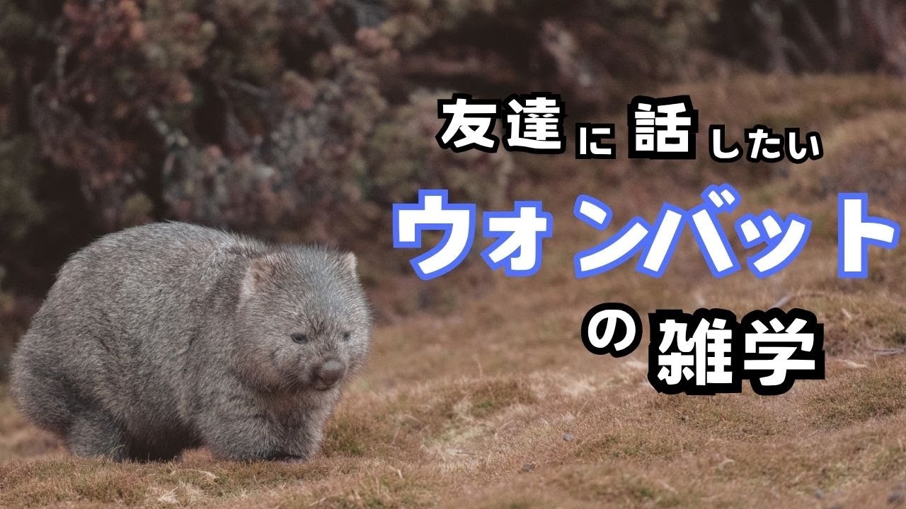 【信じられる？】動物園の人気者！激レア動物ウォンバットの誰も知らない雑学