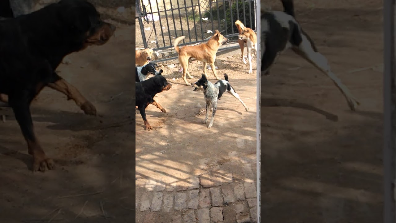 Rottweiler Vs 4 desi dog fight