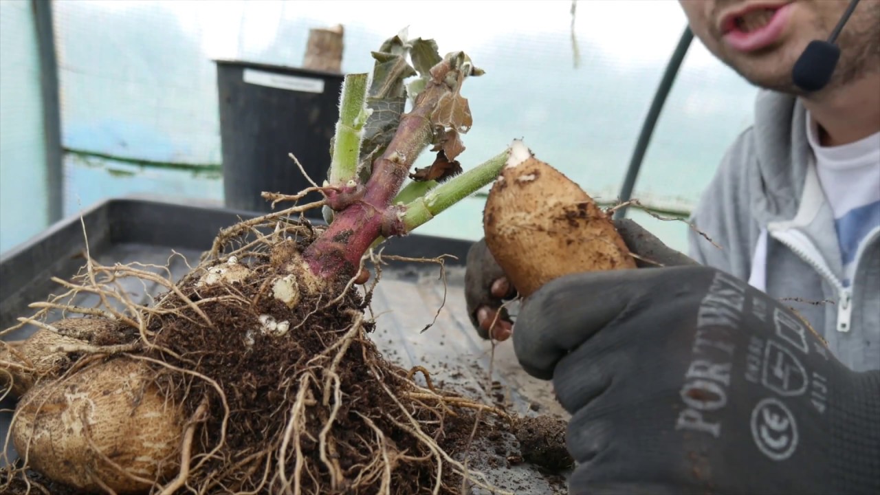 Growing Diaries: Episode 2 - Chinese Artichokes and Yacon
