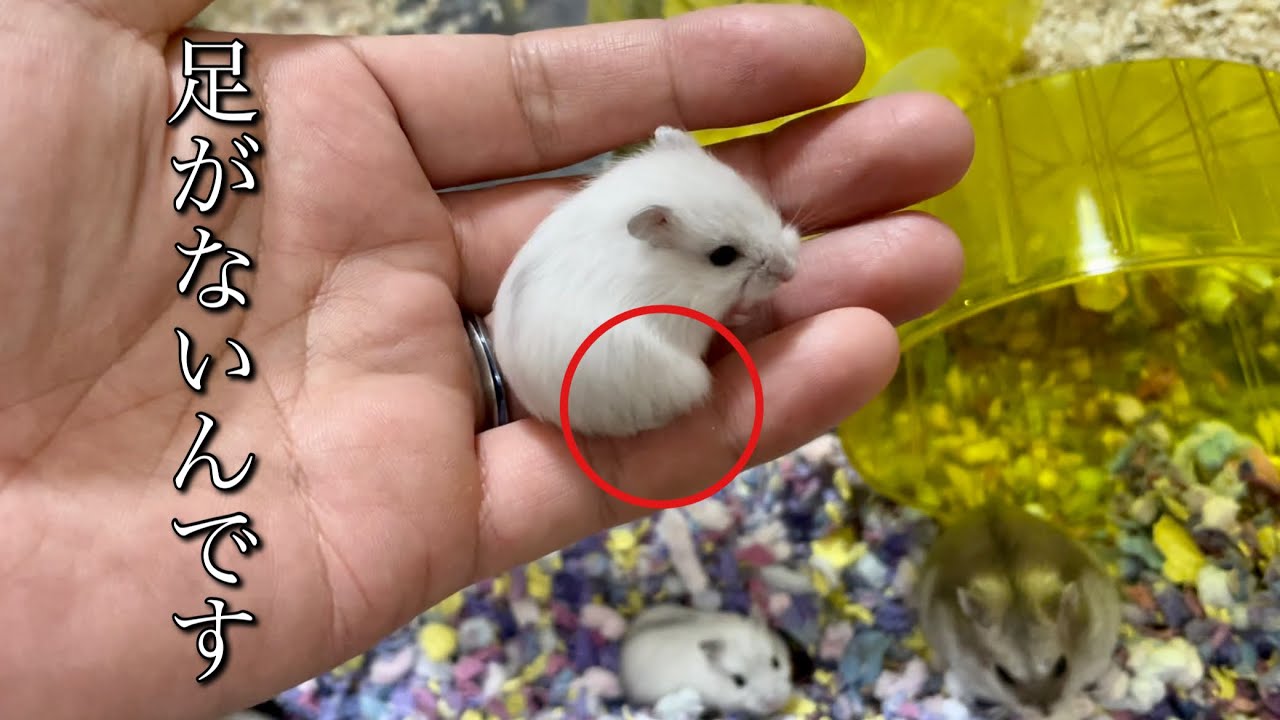 片足のないハムスター