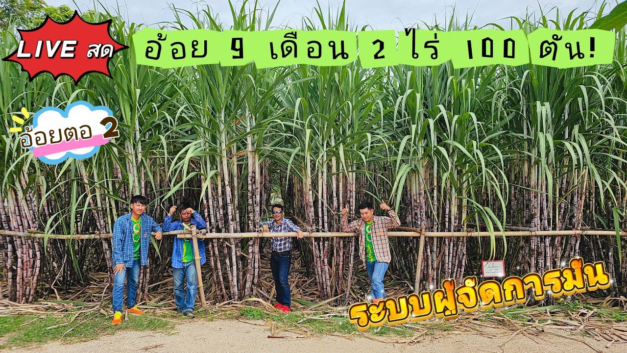 🔴LIVEสด! อ้อยตอ2 อายุ9เดือน 2ไร่100ตัน ผู้จัดการมัน