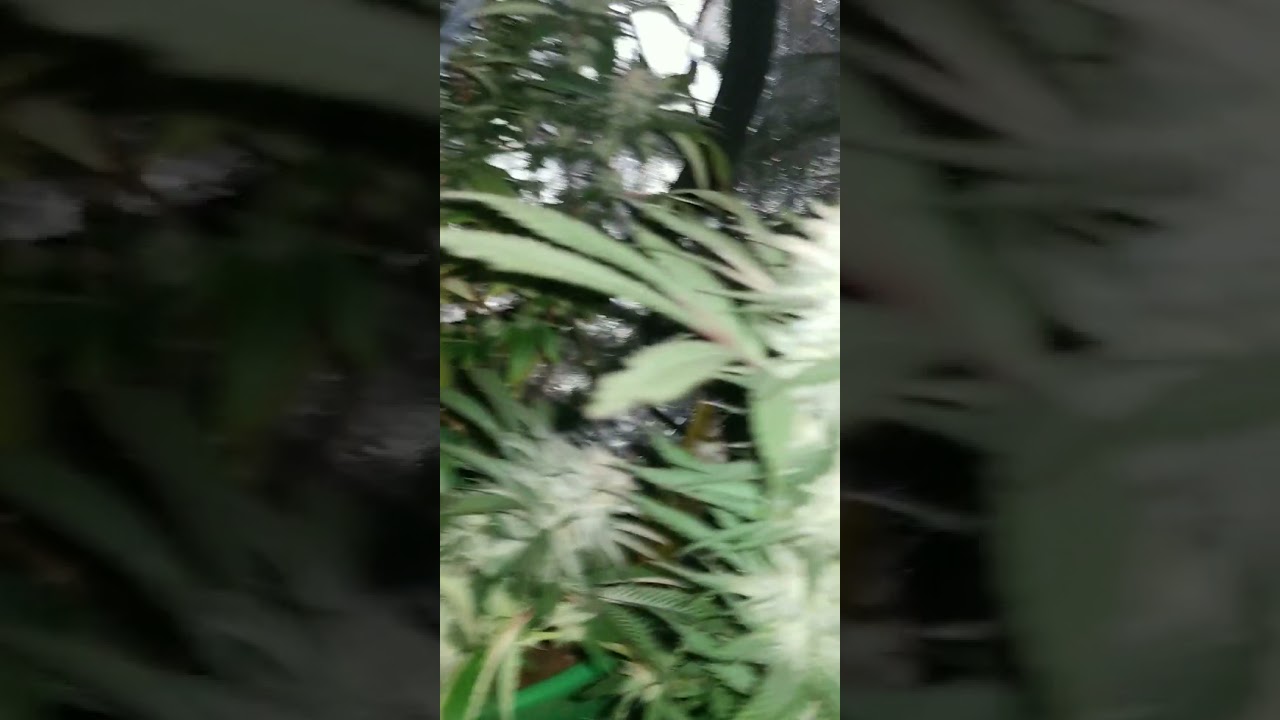 Growing chronic weed in a state of the art grow tent