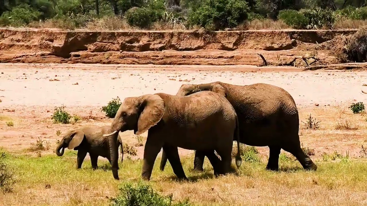 Elephant families by the river, Samburu