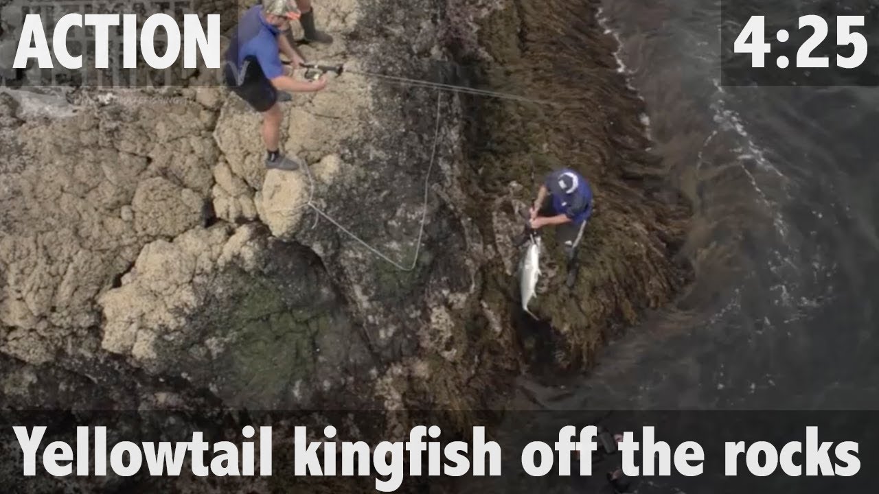 YELLOWTAIL KINGFISH OFF THE ROCKS