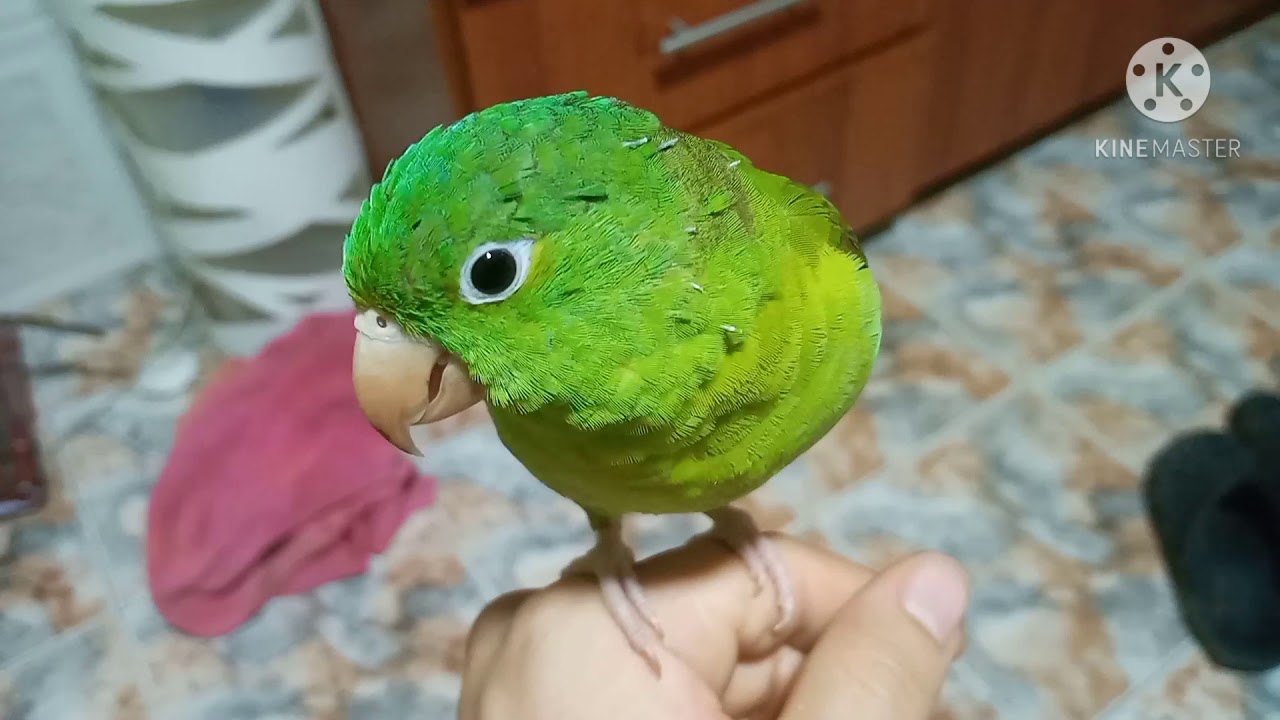 PERICOS VERDES ¿ COMO SABER SI MI LORO ES MACHO O HEMBRA ? TIPS PERIQUITO VERDE MANSO