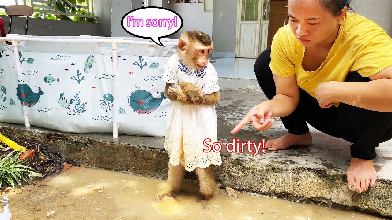 Monkey Lyly secretly played with dirty water after bathing and her mother discovered it
