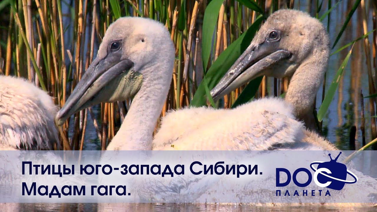 Птицы юго-запада Сибири. Мадам гага - Документальный фильм