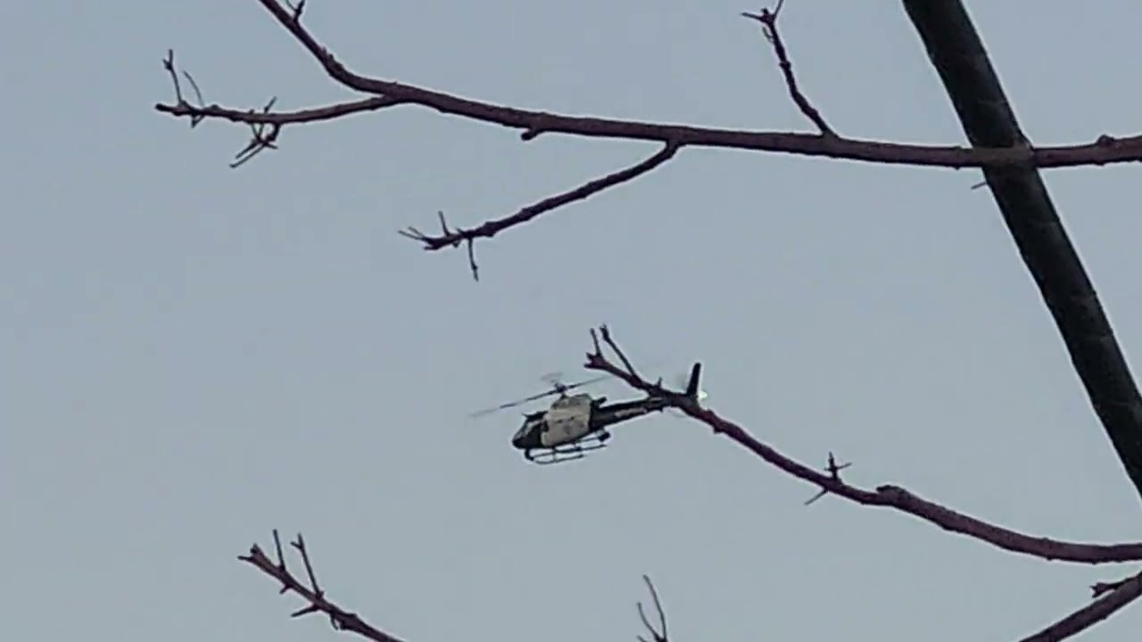 #wow #now eevee whatchies a helicopter