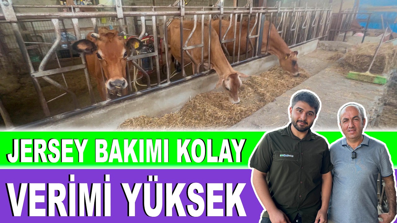 Jersey Bakımı Kolay | Verimi Y&uuml;ksek