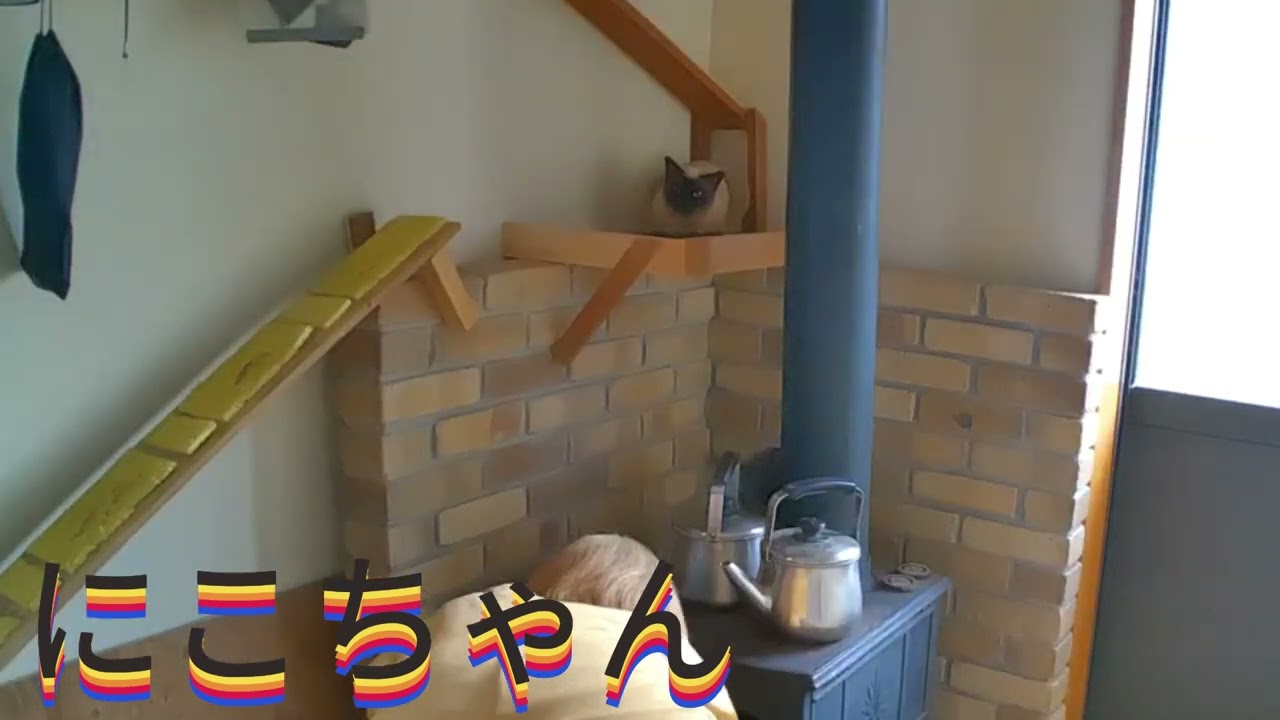 にこちゃん　タイムラプス