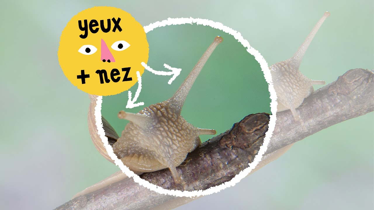 La Nature &agrave; la loupe : l'escargot