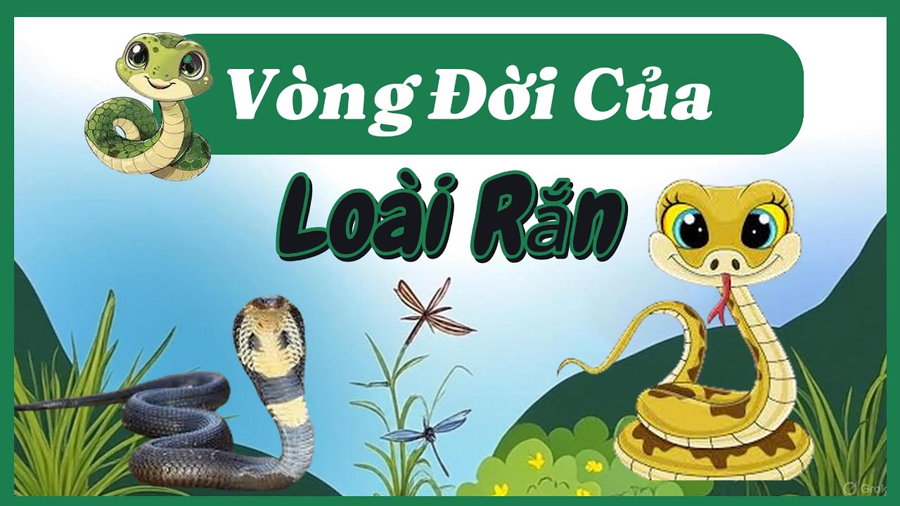 Vòng Đời Của Rắn Bao Nhiêu Năm? Life Cycle of a Snake | Cùng Tìm Hiểu Nhé!