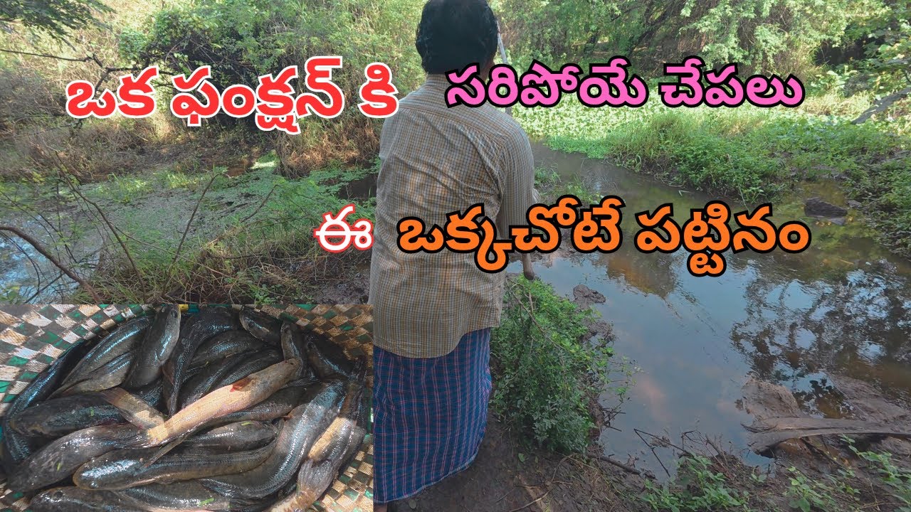 ఒక ఫంక్షన్ కి  సరిపోయే చేపలు ఈ ఒక్క చోటే పట్టినం unbelievable Snakehead fish hunting