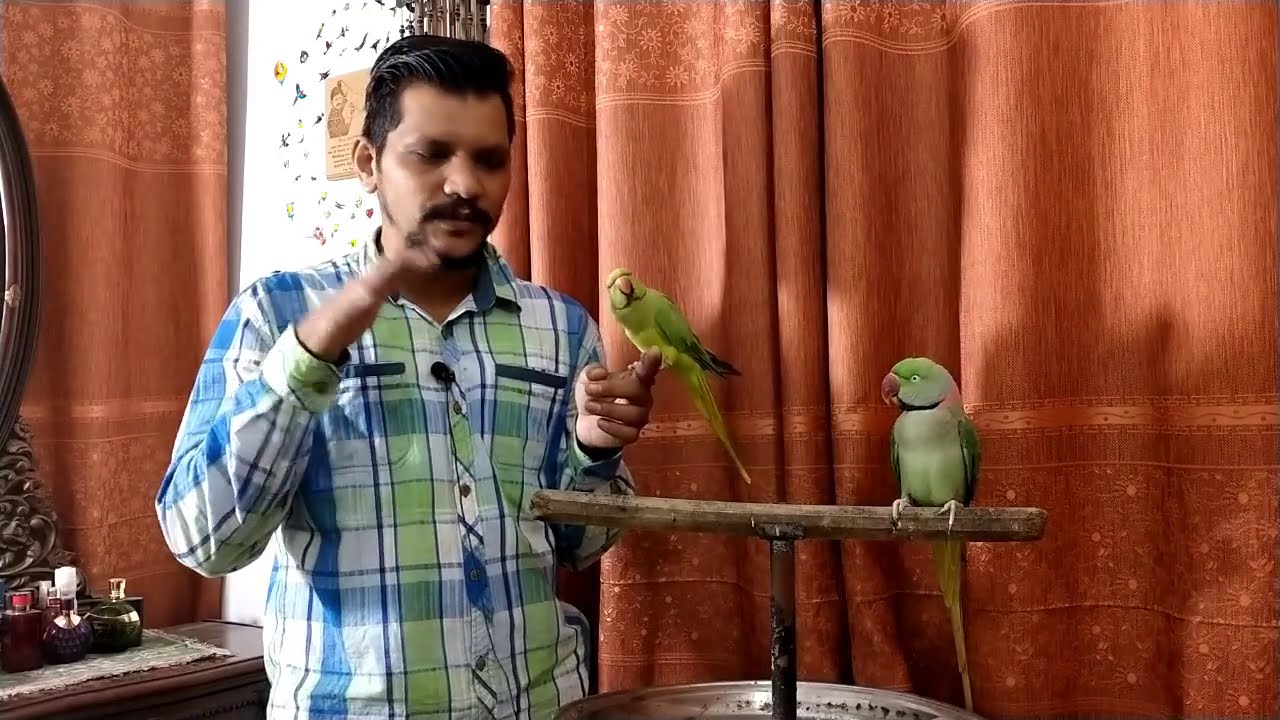 Why Parrot Moult or Loose feather? | Part-1 | Urdu / Hindi | PBI Official