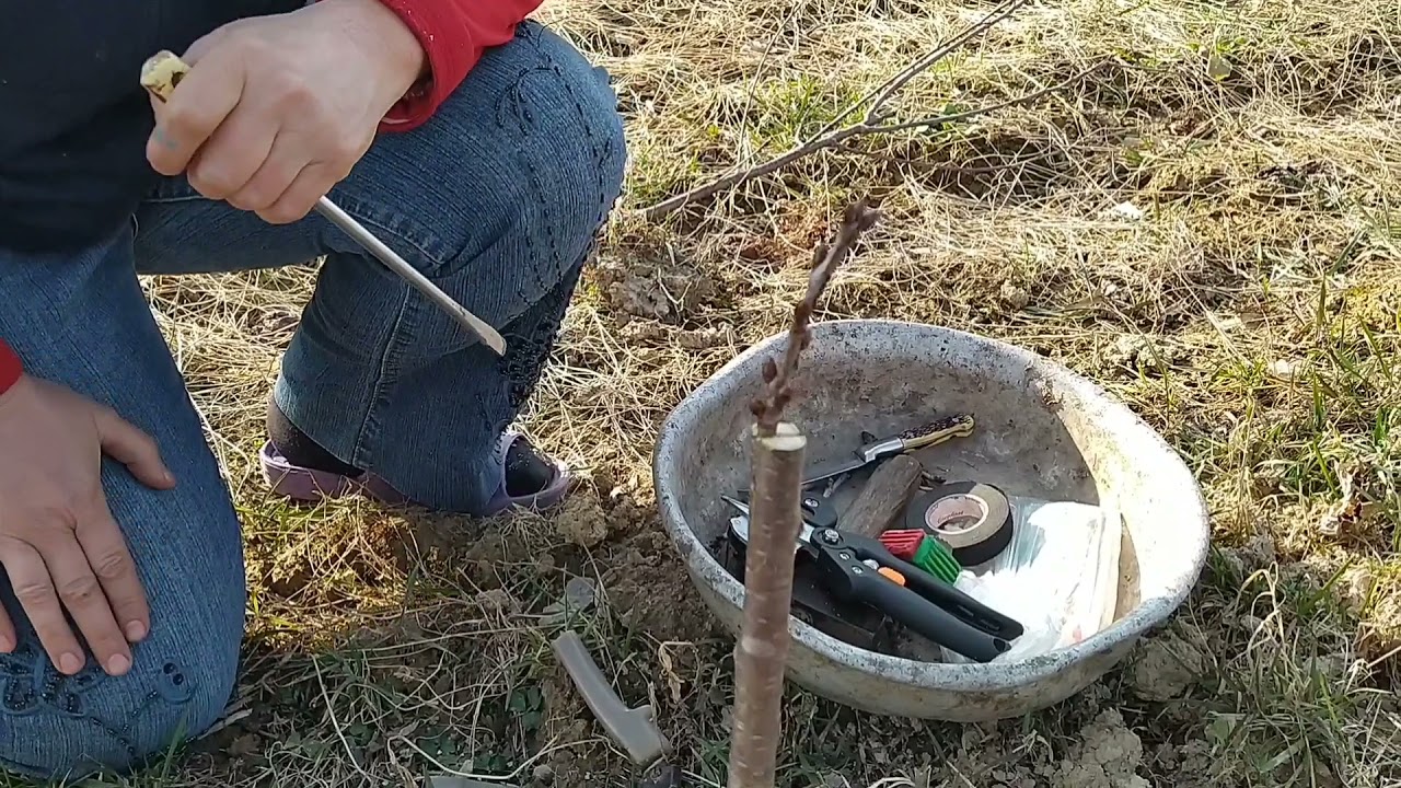 Щеплення черешні на черешню двома способами.