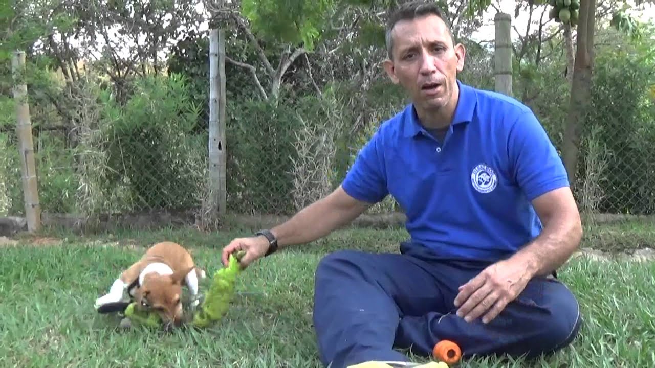 Aduestramiento de perros 4 tips para que tu perro no sea destructivo