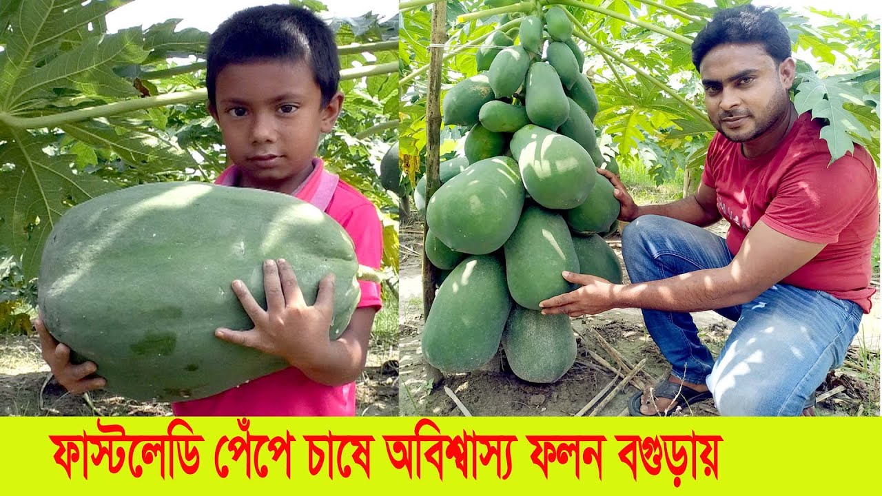 ফাস্টলেডি পেঁপে চাষে অবিশাস্য ফলন || বিঘা প্রতি আয় ৩ লাখ টাকা | পেঁপে চাষ পদ্ধতি | Papaya Farming