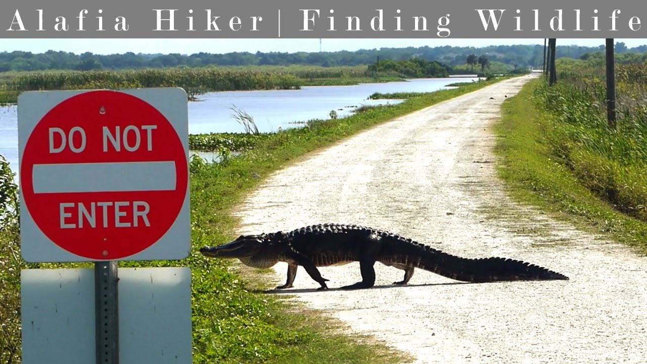 Biking the Lake Apopka Loop Trail