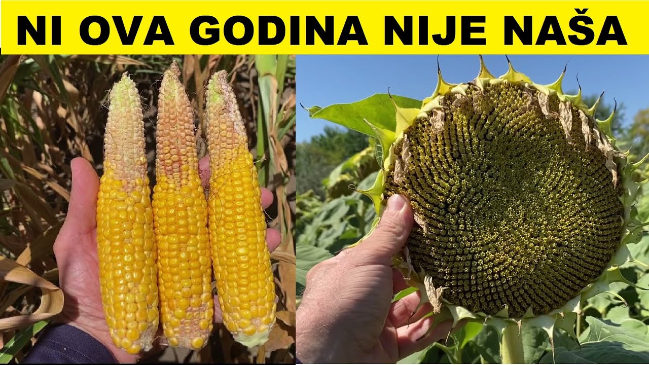 Stvarno stanje useva u Vojvodini krajem Jula