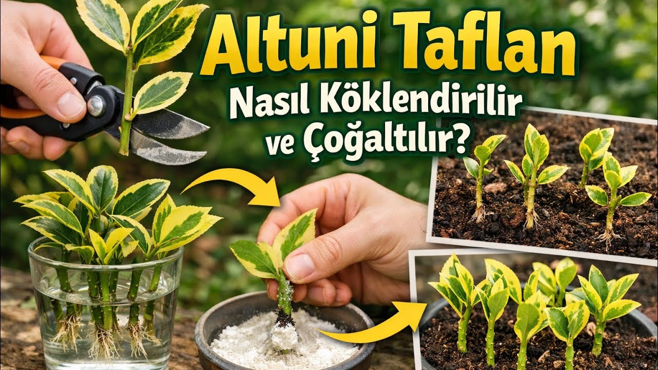 Dalından Kes, Toprağa Dik! Altuni Taflan Köklendirme