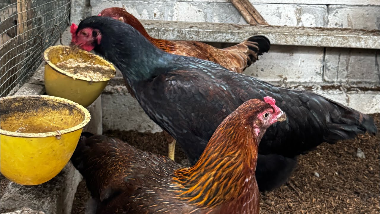 Update Isi Kandang Ayam Skala Rumahan