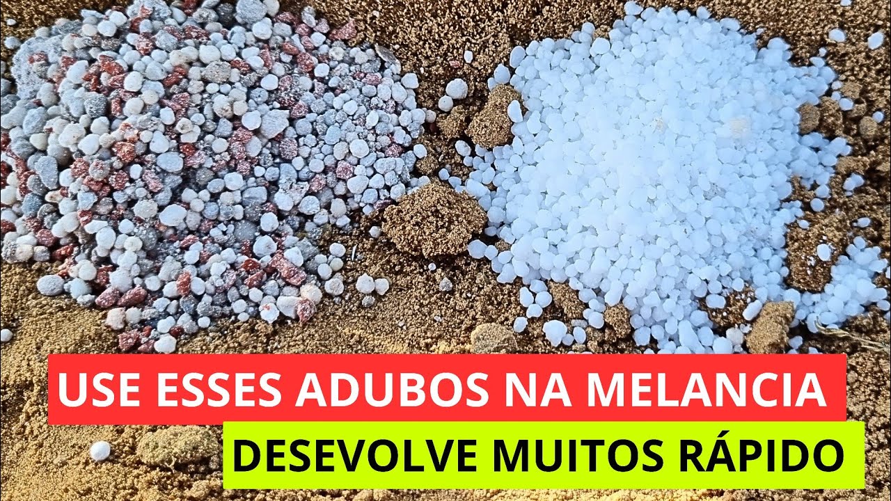 ABUDO PRA SUA MELANCIA DESEVOLVER MUITOS FRUTOS
