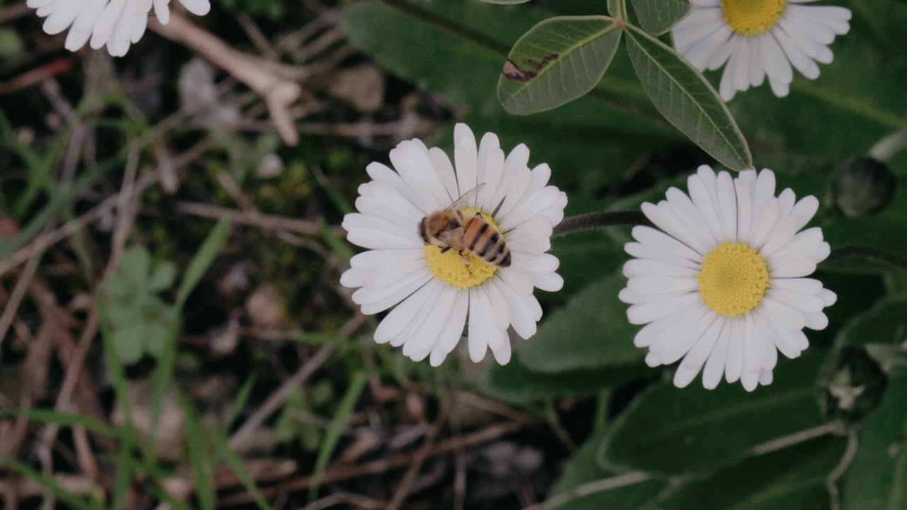 CANON XA50 Footage After Firmware Update | Clog 3