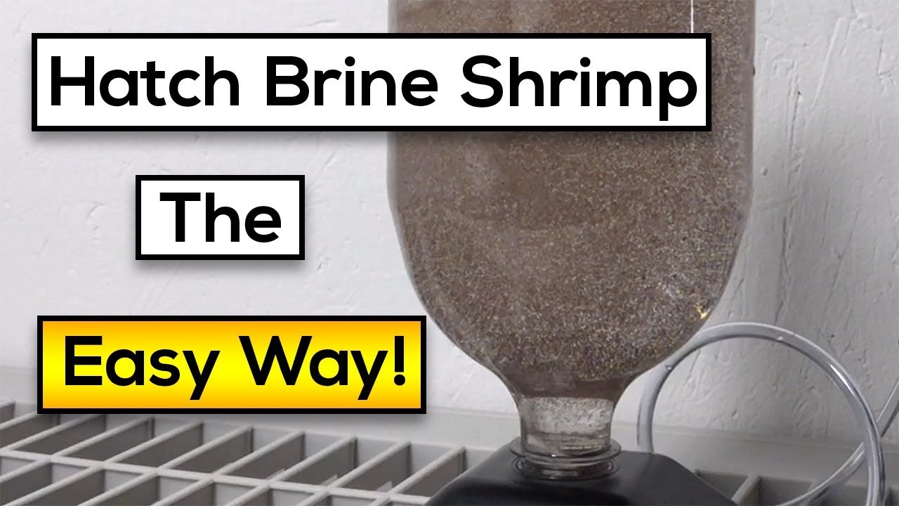 Hatching Live Brine Shrimp : Easy Steps [Fast Results!]