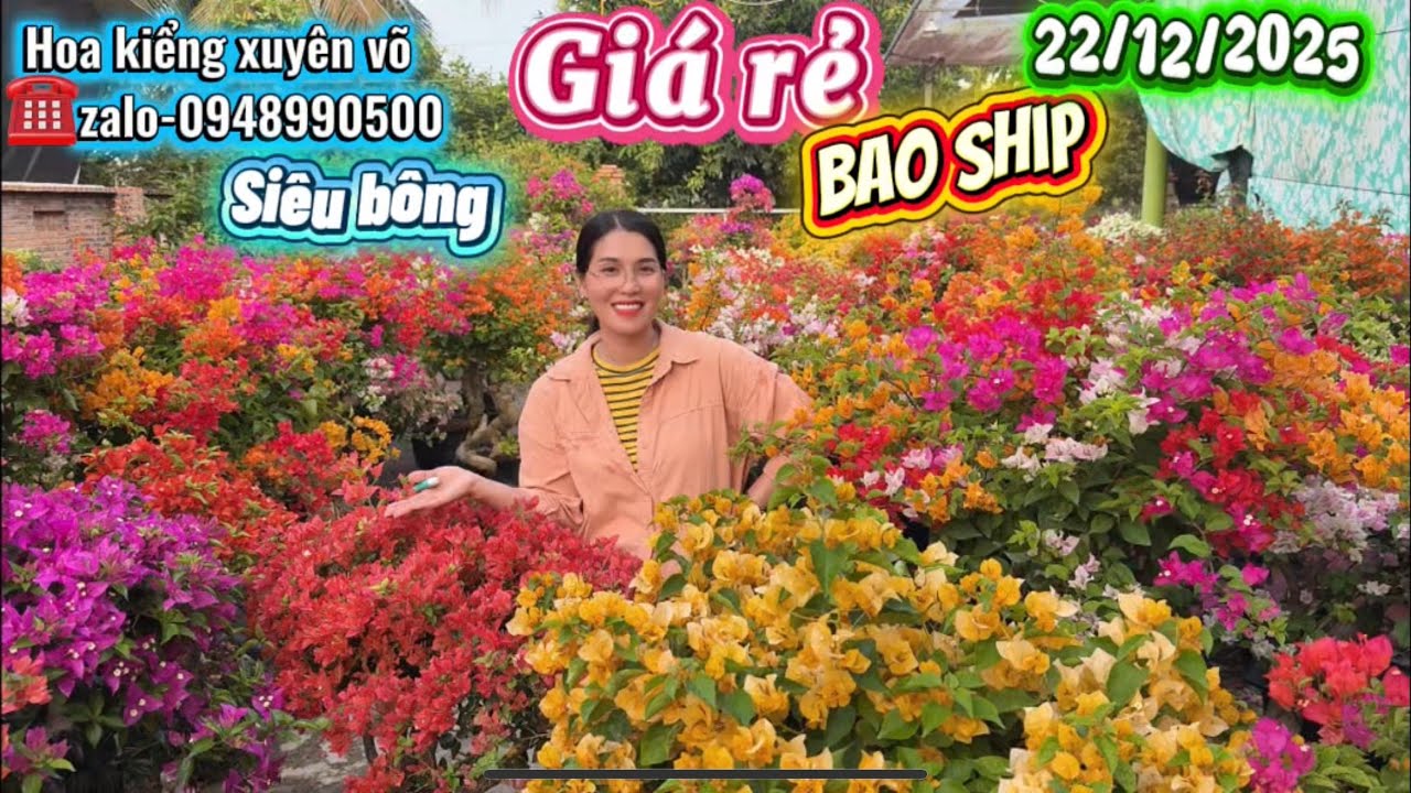 Hoa kiểng xuyên võ ngày 22/12/2025 nhiều hoa đẹp. Siêu bông rực đa sắc màu bao ship toàn quốc 
