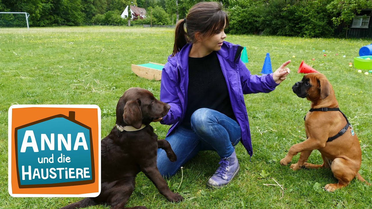 Ein Tag in der Hundeschule | Information für Kinder | Anna und die Haustiere
