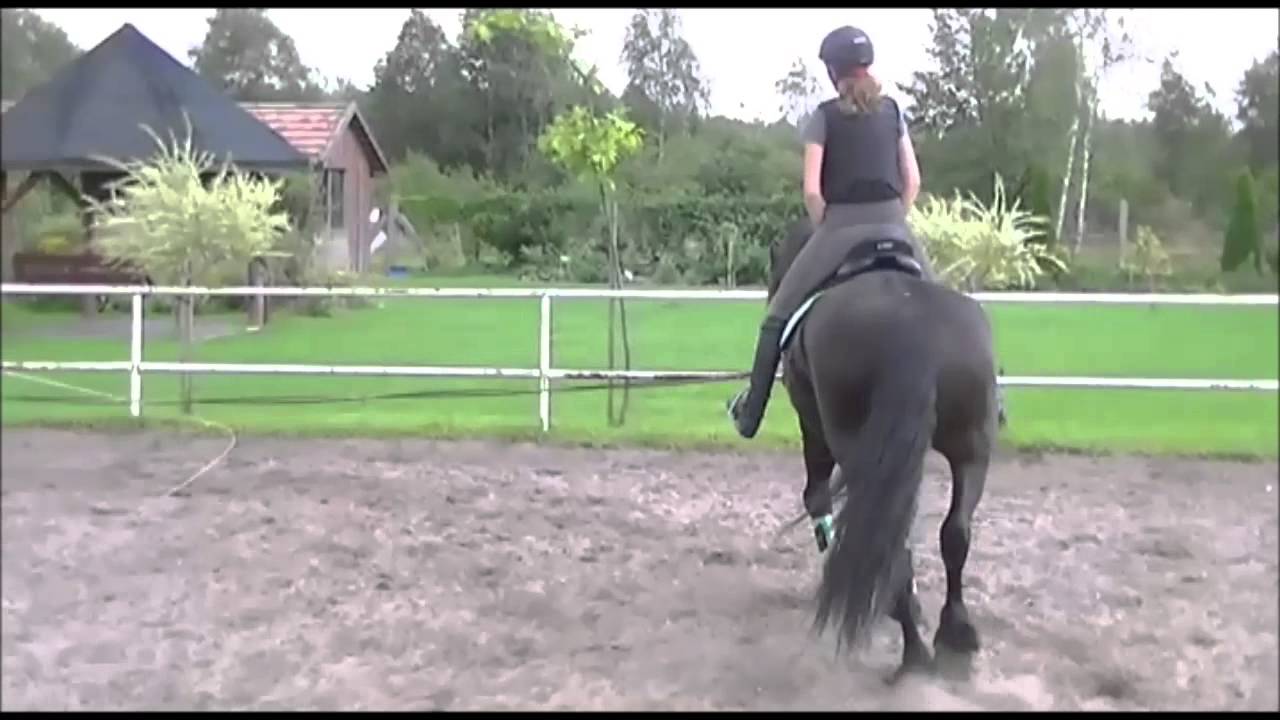 Stajnia Celinów -  nauka jazdy na lonży -  kłus
