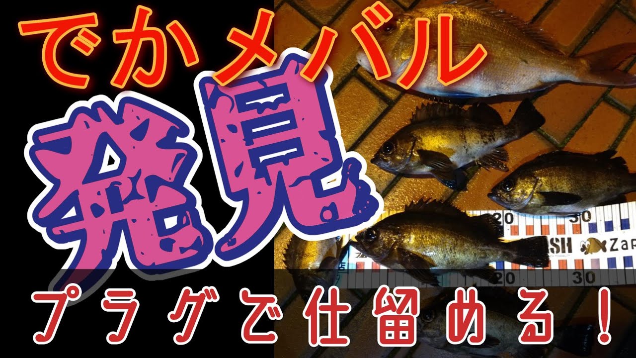NewRodにデカメバル出現！【インプレ後編】