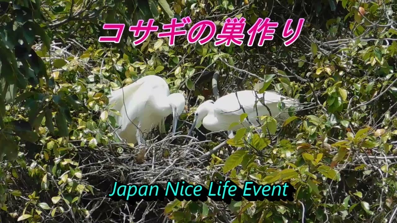 コサギの巣作り　オスとメスと共同作業のはずだったが思わぬ展開　Little egret couple making their nest
