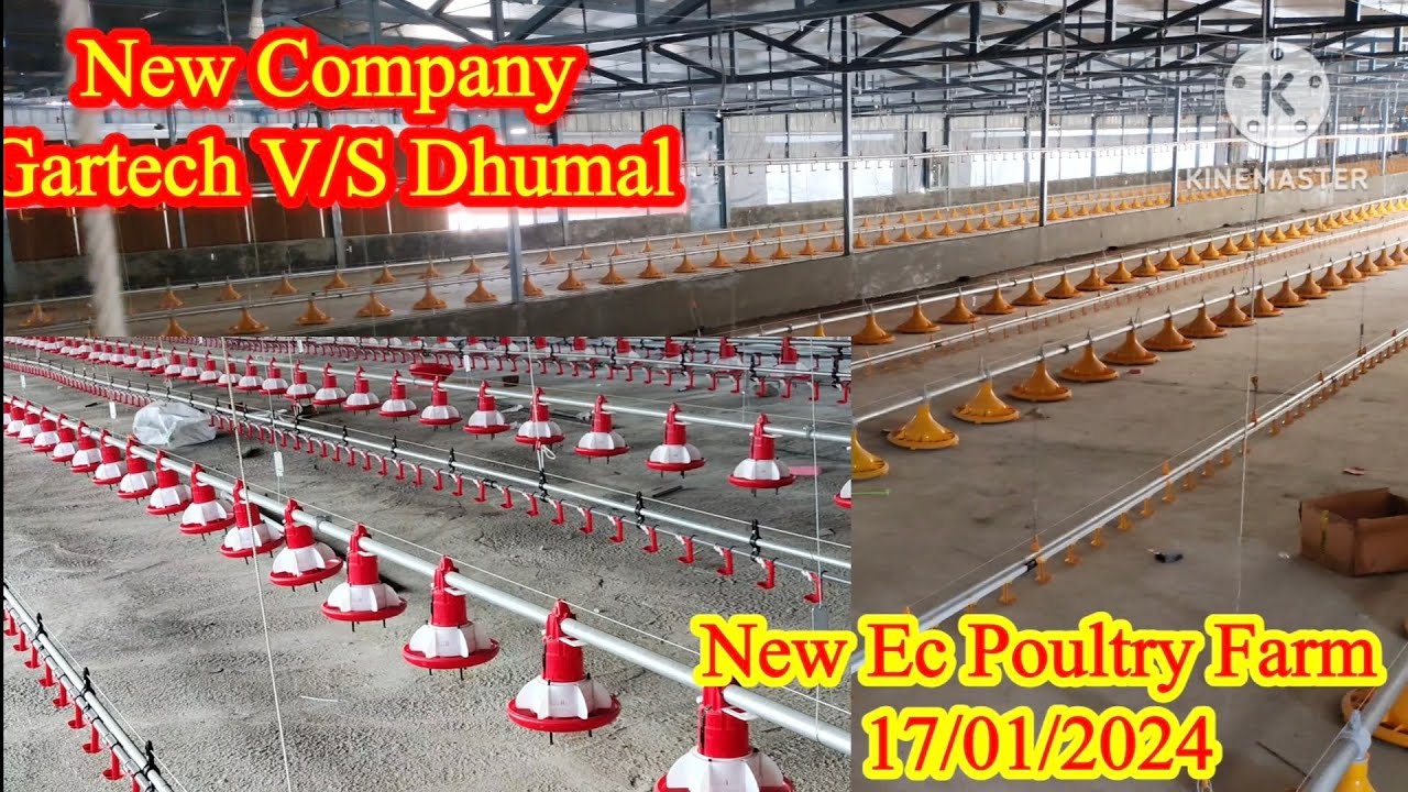 Ec Poultry Knowledge | Curtain Ec Poultry Farm | Curtain Ec Poultry Knowledge | Ec Poultry
