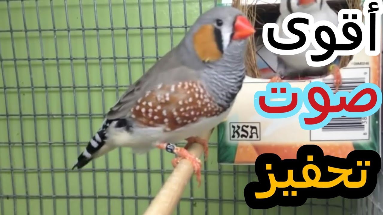 اقوى صوت لتحفيز طيور الزيبرا على التزاوج مضمون 100%✅🔥