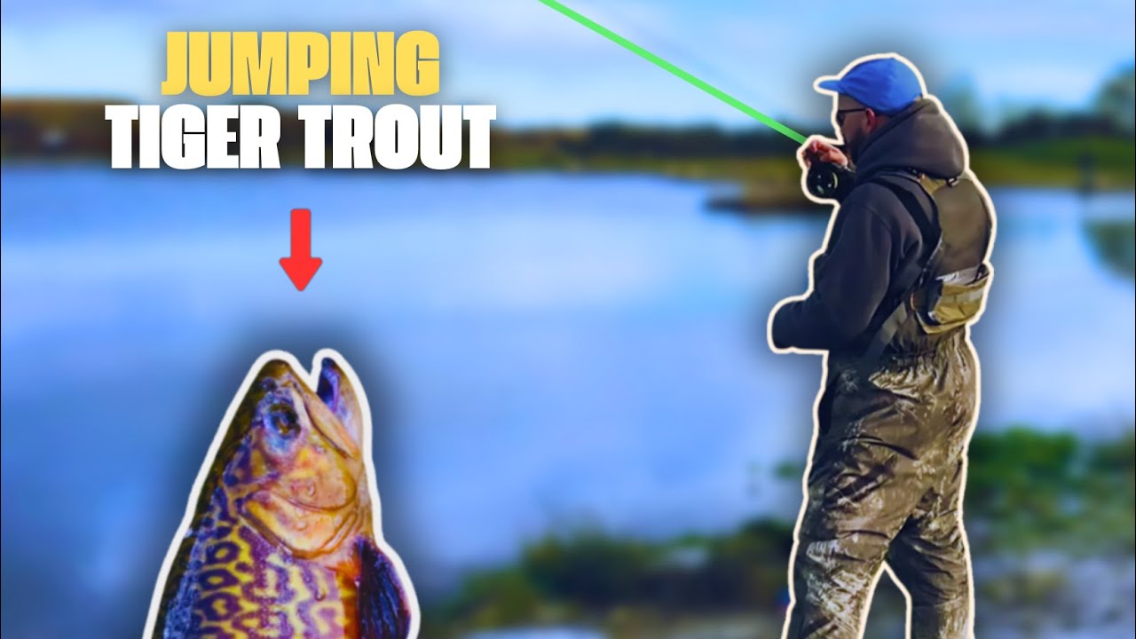 TIGER trout DESPERATE to be caught! 