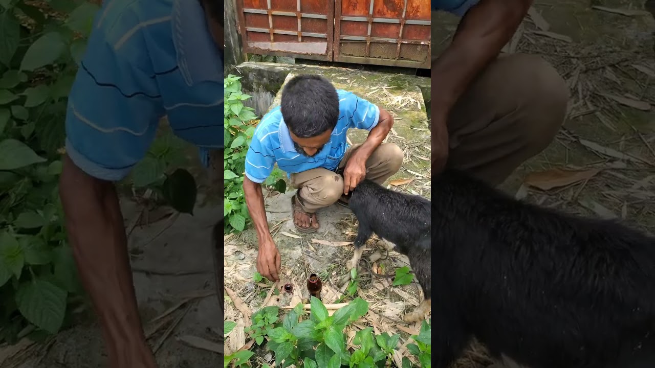 দোস্ত যখন ছাগল চুরি শিখতে চায়