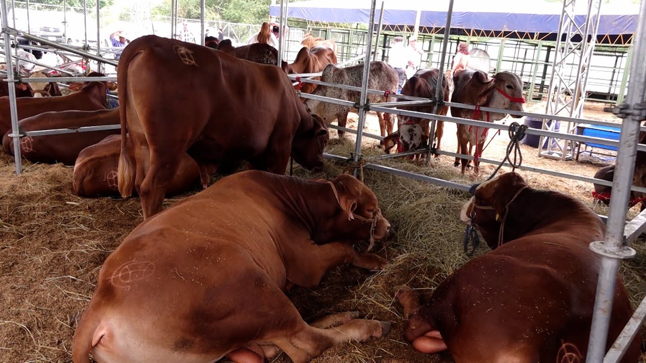Feria Ganadera Internacional 2025 supera expectativas de productores y compradores