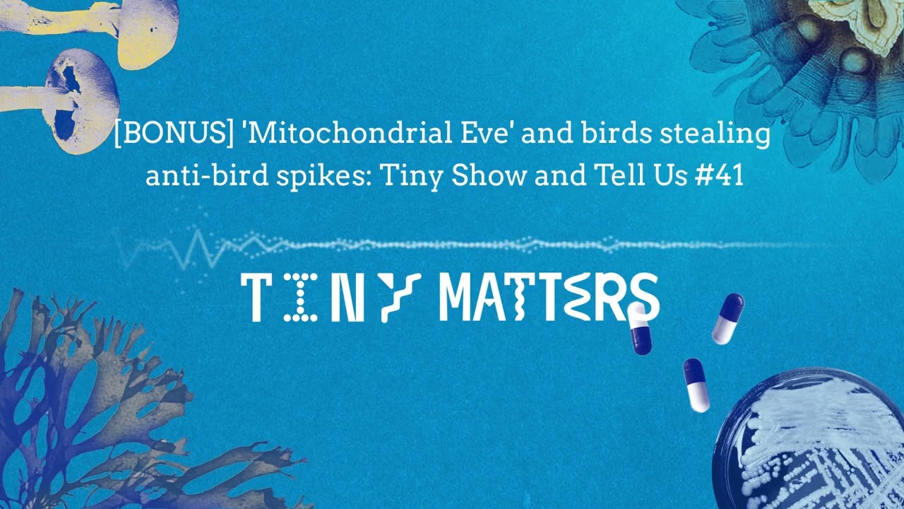 [BONUS] 'Mitochondrial Eve' and birds stealing anti-bird spikes: Tiny Show and Tell Us #41
