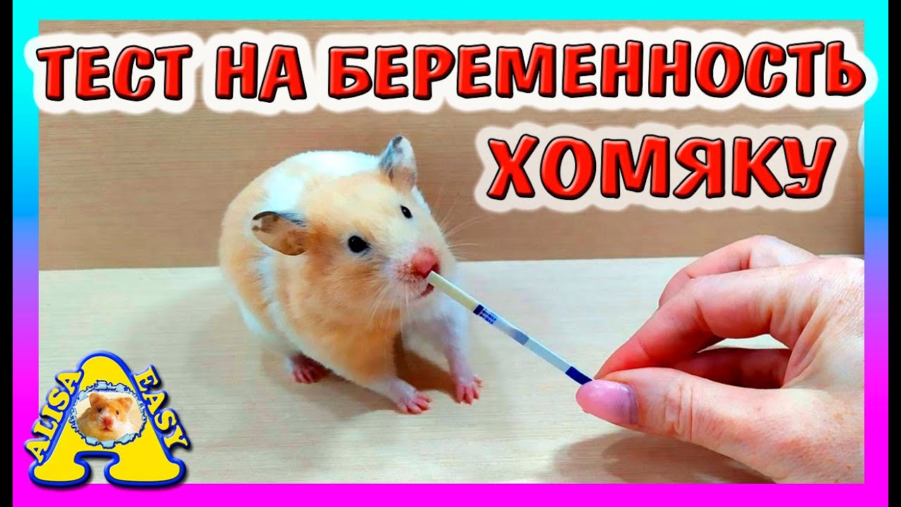ТЕСТ НА БЕРЕМЕННОСТЬ ХОМЯКУ / КАК ПОДГОТОВИТЬ ХОМКИ К РОДАМ / ХОМЯЧИХА БЕРЕМЕННА / Alisa Easy Pets