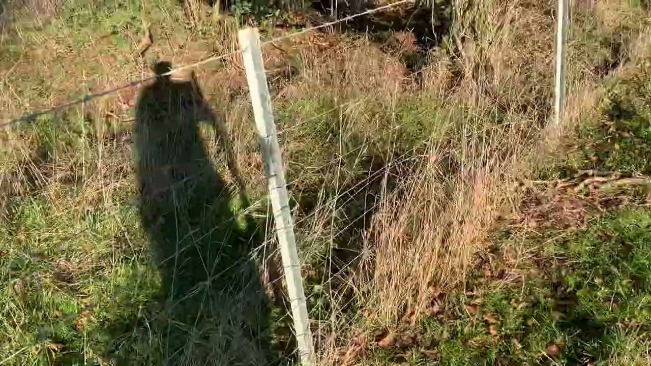 Bushing rabbits with working terriers part 4
