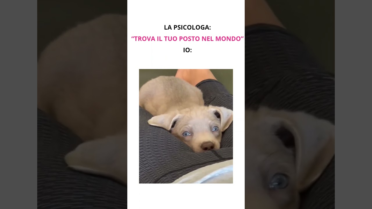 tutte le volte che la psicologa mi chiede di trovare il mio posto 😂😂😂😂 #memeita #meme #memeitalia