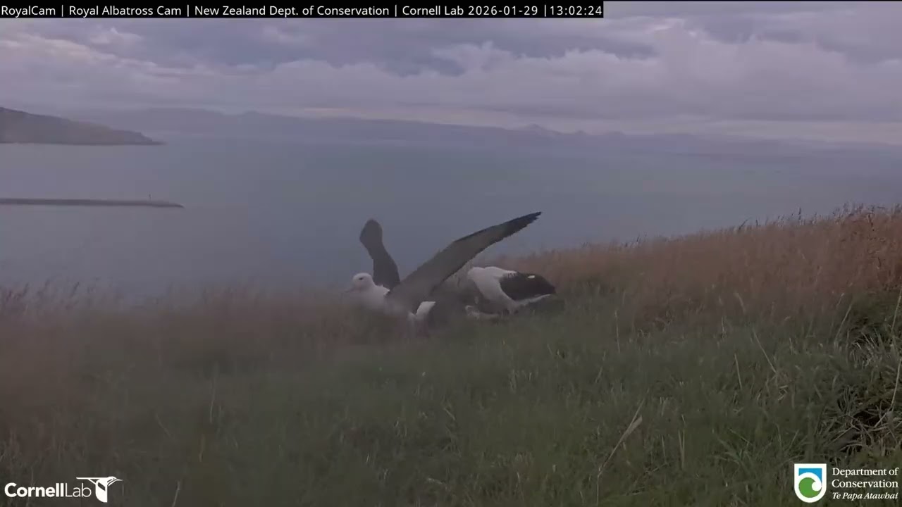 🔄 &🥣 Northern Royal Albatross Cam, New Zealand 2026/01/29