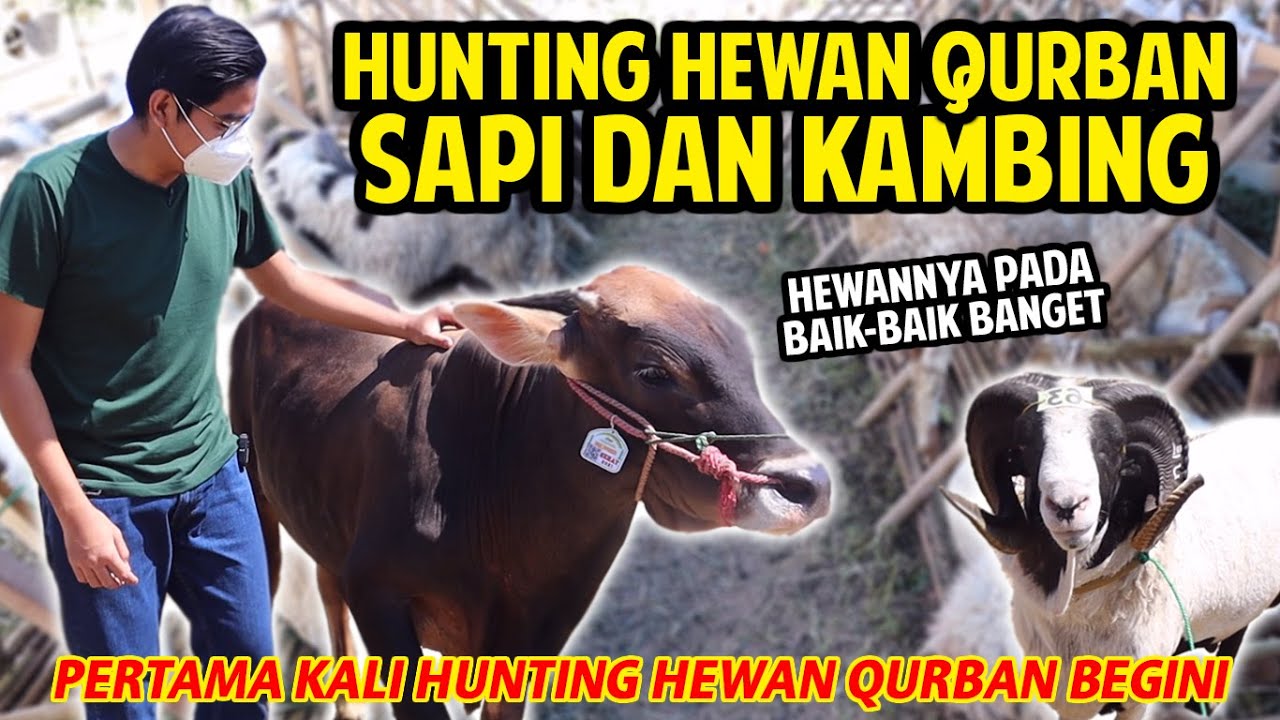 HUNTING SAPI DAN KAMBING TERBESAR DISINI BUAT QURBAN! HEWAN DISINI PADA JINAK-JINAK BANGET!