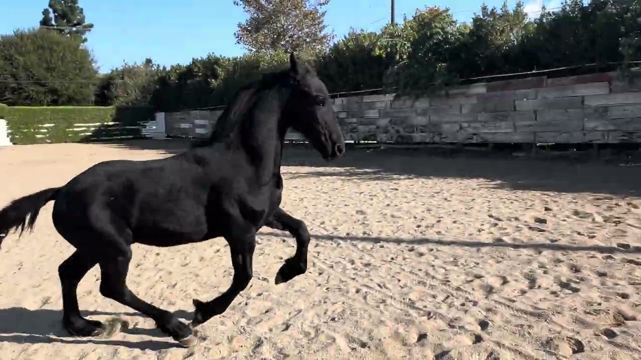 When @FriesianApolloStar was a baby (colt). 