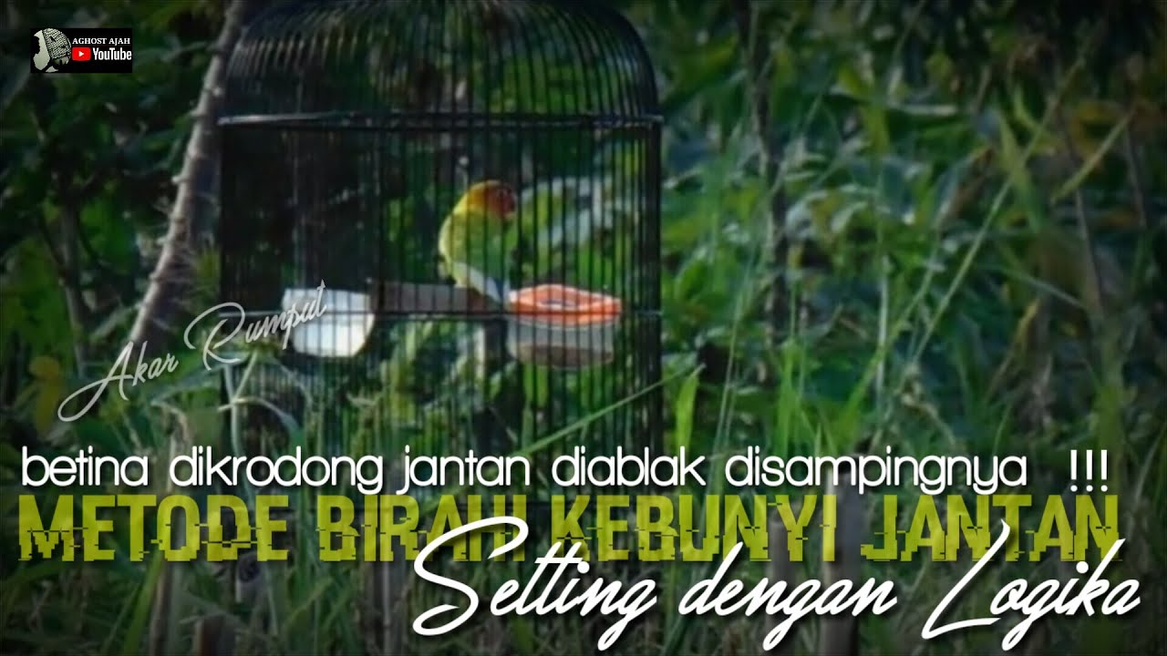 metode setting birahi lovebird jantan agar kebunyi